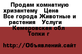 Продам комнатную хризантему › Цена ­ 250 - Все города Животные и растения » Услуги   . Кемеровская обл.,Топки г.